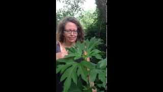 Medicinal Minute Ragweed [upl. by Nillor975]