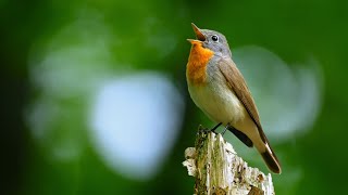 Bird sounds – Redbreasted flycatcher Ficedula parva [upl. by Haropizt691]