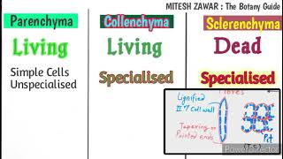 Difference between Parenchyma Collenchyma and Sclerenchyma  Simple Permanent Tissue [upl. by Noryk]