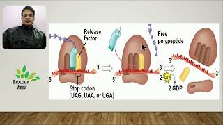 Protein Synthesis  Translation Process  English  NCERT  NEET  Class 12 [upl. by Naneek]