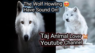 The Wolf Howling 😍 Have Sound On TajAnimalLover92M [upl. by Teeter]