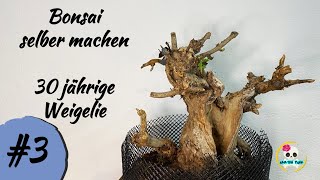 Weigelie Bonsai  Weigelie umtopfen amp schneiden  Bonsai selber ziehen [upl. by Onileva]