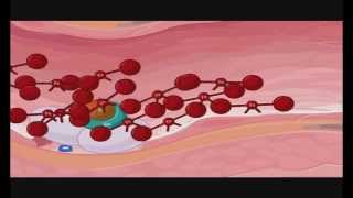 Transglutaminase in blood coagulation Factor XIIIa FXIIIa Crosslinking of fibrin [upl. by Mihcaoj144]