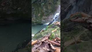 Beautiful Forest Sounds🌿🌊relaxing nature relaxation naturesounds forest calm [upl. by Reinald]