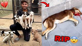 Puppies Ki Mummy Mar Gai ll Sub Puppies Ko Rescue Kr Liya [upl. by Willock]