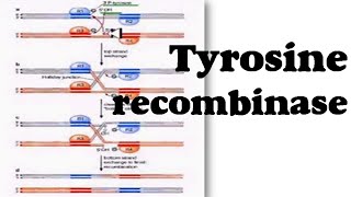 Tyrosine recombinase [upl. by Lux]