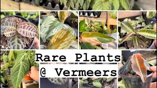 Rare Plant Shopping  Vermeer’s vlogmas [upl. by Drawd]