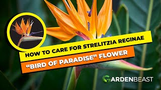 Complete Guide to Strelitzia Reginae How to Care for “Bird of Paradise” Flower [upl. by Ailama]