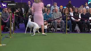 Whippets  Breed Judging 2020 [upl. by Eat]