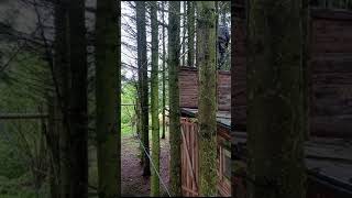 mit Kettensäge baum fällen wald diy bushcraft survival subscribe bushcraftlife viral [upl. by Eisor]