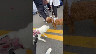 My first pumpkin fest franklintn dogsoftiktok labradorretriever dogsofnashville dayinthelife [upl. by Ettenahc665]