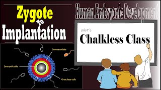 Zygote to Implantation [upl. by Glyn]