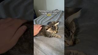 Did I pet my cat to hard 🤔🤷‍♂️ [upl. by Past]