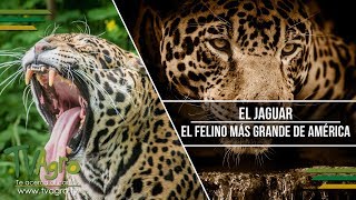 El Jaguar El Felino más Grande de América  TvAgro por Juan Gonzalo Angel [upl. by Ready]