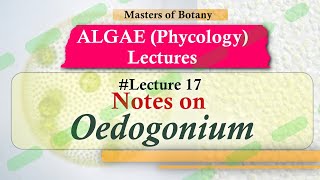 Lecture 17  Oedogonium Life Cycle Important Chlorophyceae  Algae Lecture Notes [upl. by Jacobson]