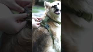 Voyagerpet Dog Tactical Harness [upl. by Aurelio]