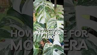 How I care for my Monstera Albos plants houseplants [upl. by Katharina]