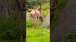 Deer munching at Richmond Park England richmondpark england deer [upl. by Ninetta]