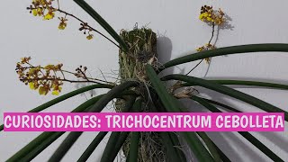 CURIOSIDADES TRICHOCENTRUM CEBOLLETA [upl. by Artep]