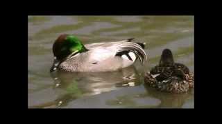 Falcated Duck [upl. by Boycey]