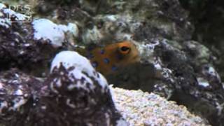 Jawfish Blue Dot Opistognathus rosenblatti  LiveAquariacom [upl. by Mcgregor]