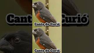 Curió cantando canto [upl. by Gitt]