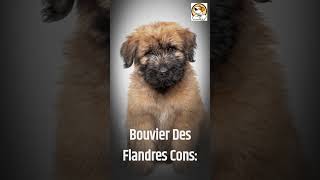 Bouvier des Flandres Pros And Cons shorts [upl. by Lenee]