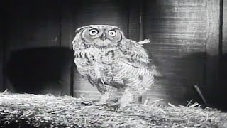 The Owl  Lassie  Full Episodes  Kids Cartoon  Videos For Kids  Old Cartoon [upl. by Acirre]