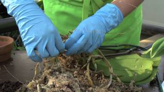 How to Repot an Orchid Phalaenopsis [upl. by Hutchings]