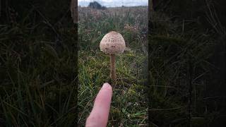 Wildfood Foraging uk wildfood wildmushrooms foraging [upl. by Eipper]