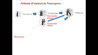 Scheme of meiosis in Neurospora crassa Tetrad analysis [upl. by Enicul580]