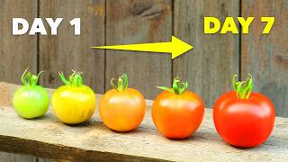 How to Ripen Green Tomatoes In Just 7 Days [upl. by Ezana]