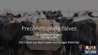 Preconditioning Calves with Dr Guillermo Scaglia [upl. by Eniamreg]