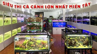 Choáng váng với SIÊU THỊ CÁ KIỂNG lớn nhất nhì miền Tây của CaRongTraiCaRongHoangLam [upl. by Cathie34]