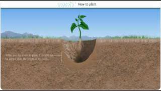 Capillary water and how it can help to combat desertification [upl. by Adara]