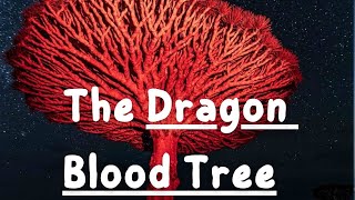 The Dragon Blood Tree Wonders of Socotra Exploring Earth’s Most Unique Island [upl. by Ellennod486]