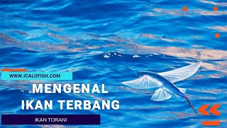 Mengenal Ikan Terbang Ikan Torani [upl. by Nnagrom]