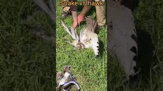 saving hawk and snake [upl. by Jaquith]