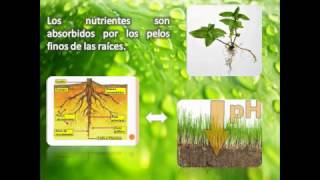 Los Nutrientes en las Plantas [upl. by Yra664]