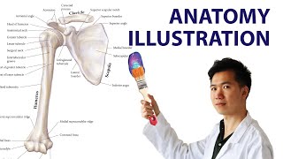 I Drew a Bone Anatomy Illustration like Netter Atlas of Human Anatomy  Medical Illustration [upl. by Arivle]