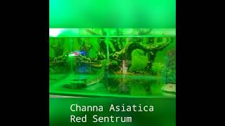 Channa Asiatica Red Sentrum [upl. by Adnhoj168]