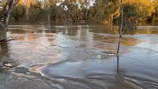 Murrumbidgee River Flooding in Wagga [upl. by Tolliver98]