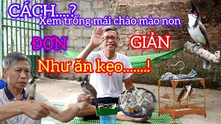 CÁCH XEM TRỐNG MÁI CHÀO MÀO NON ĐƠN GIẢN NHƯ ĂN KẸO  cao thủ tiết lộ [upl. by Ihana553]