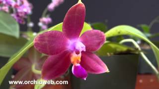 OrchidWeb  Phalaenopsis species [upl. by Eelinej683]