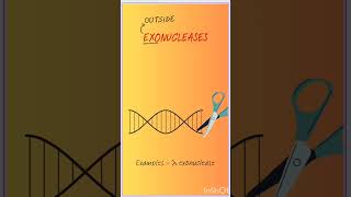 Endonuclease Vs Exonuclease dnareplication dna gatexl lifescience [upl. by Ursuline154]