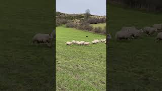 Incredible Scottish sheepdog herding sheep [upl. by Irfan]