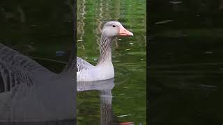 Greylag Goose family with 5 goslings Greylag Goslings sound part5 [upl. by Leigh]