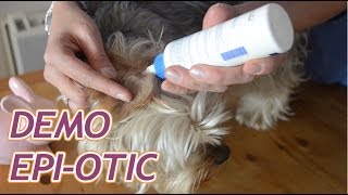 Bien laver les oreilles de son chien avec EpiOtic [upl. by Gertruda]