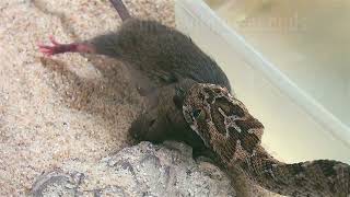 Carpet Viper aka Saw Scaled ViperLive Feeding [upl. by Flavian]