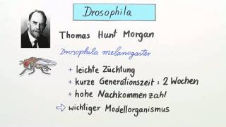 Genkopplung Rekombination und Genkartierung Drosophila Chromosom  Biologie  Genetik [upl. by Erv]